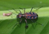 Cosmodela aurulenta juxtata 